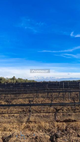 Finca en Venta en Junin, Mendoza