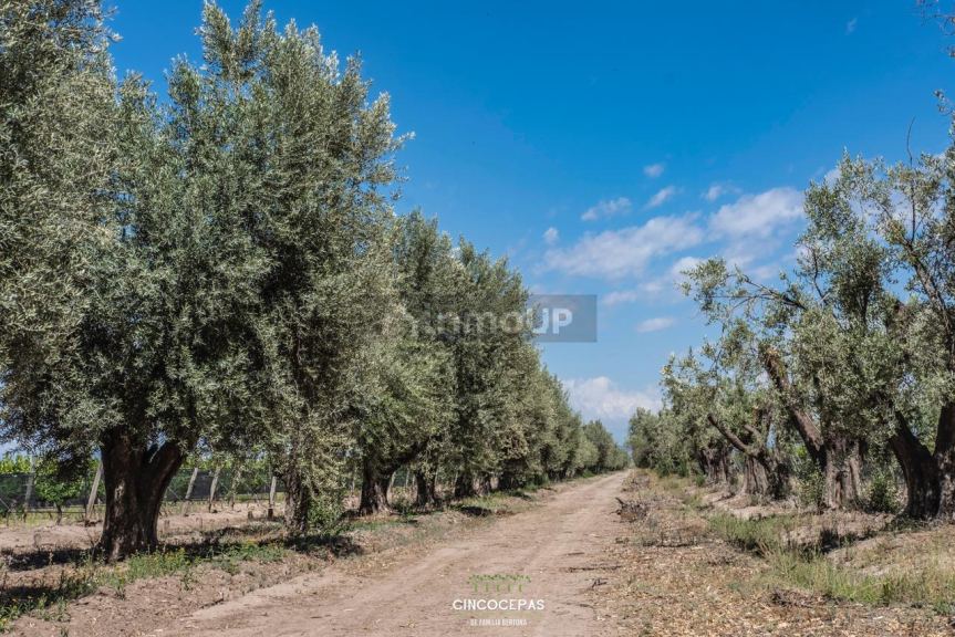 Finca en Venta en Junin, Mendoza