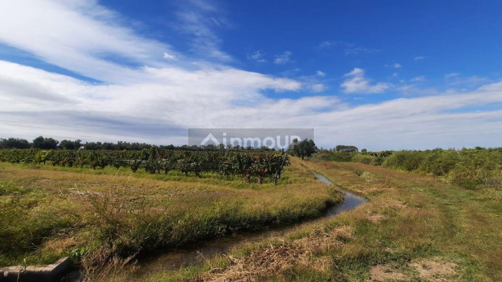 Viñedo en Venta en Junin, Mendoza