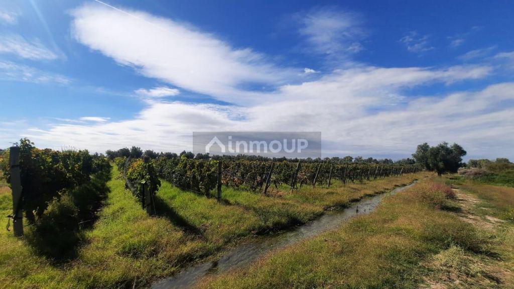 Viñedo en Venta en Junin, Mendoza