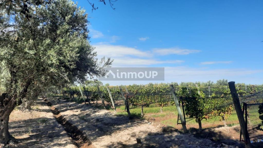 Viñedo en Venta en Junin, Mendoza