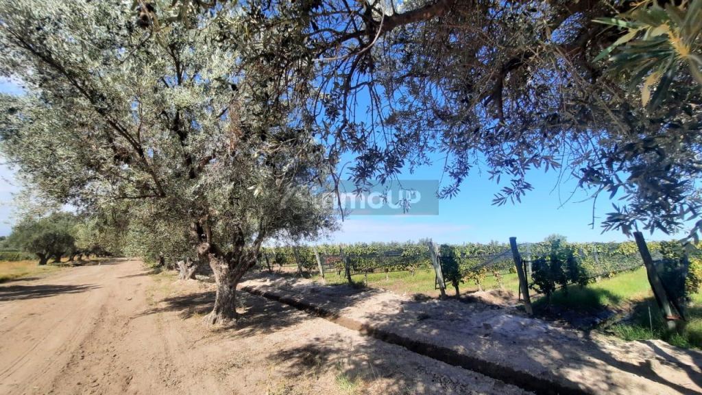 Viñedo en Venta en Junin, Mendoza