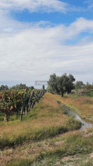 Viñedo en Venta en Junin, Mendoza