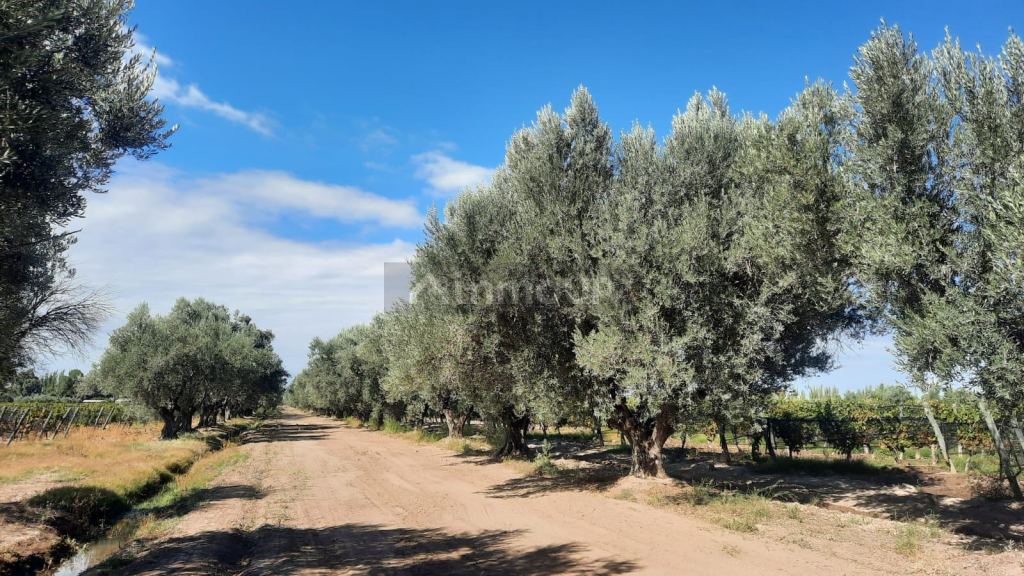 Viñedo en Venta en Junin, Mendoza