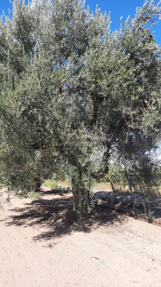 Viñedo en Venta en Junin, Mendoza