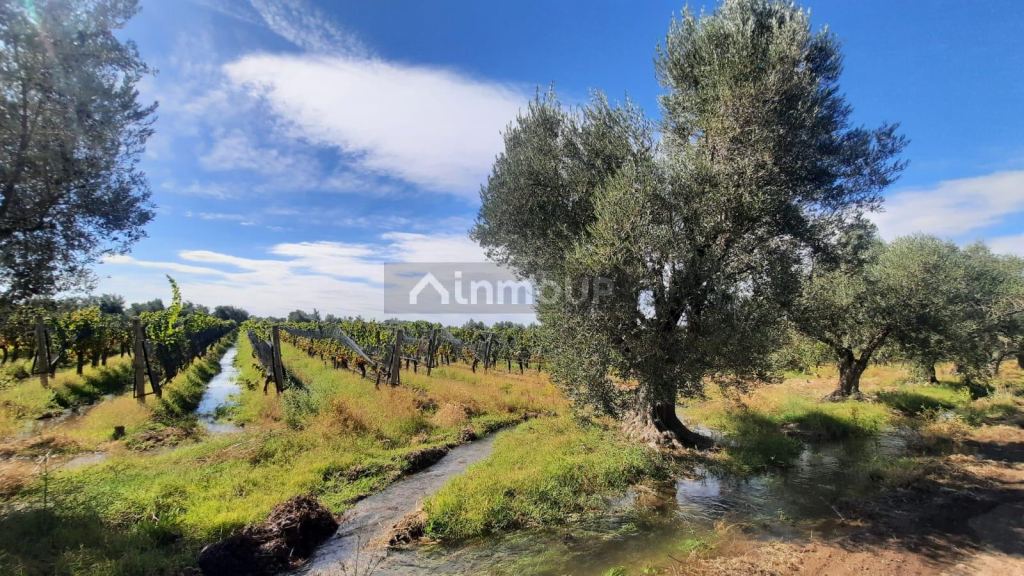 Viñedo en Venta en Junin, Mendoza