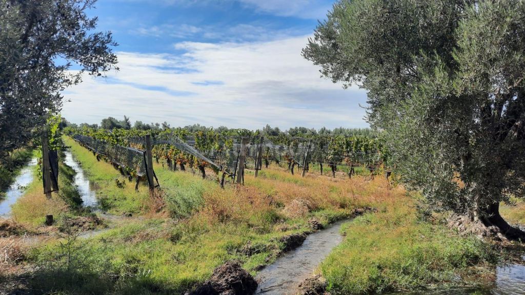 Viñedo en Venta en Junin, Mendoza