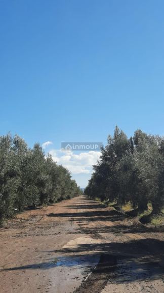 Viñedo en Venta en Junin, Mendoza