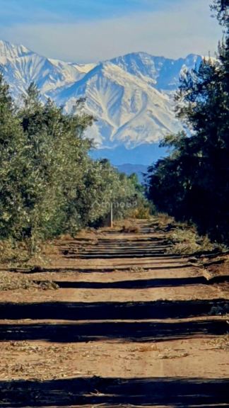 Viñedo en Venta en Junin, Mendoza