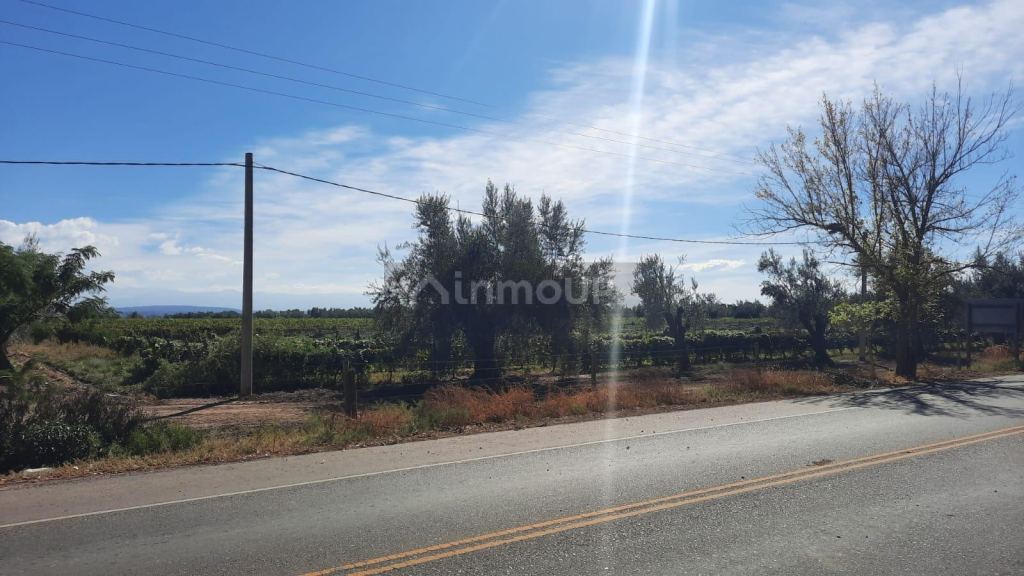 Viñedo en Venta en Junin, Mendoza