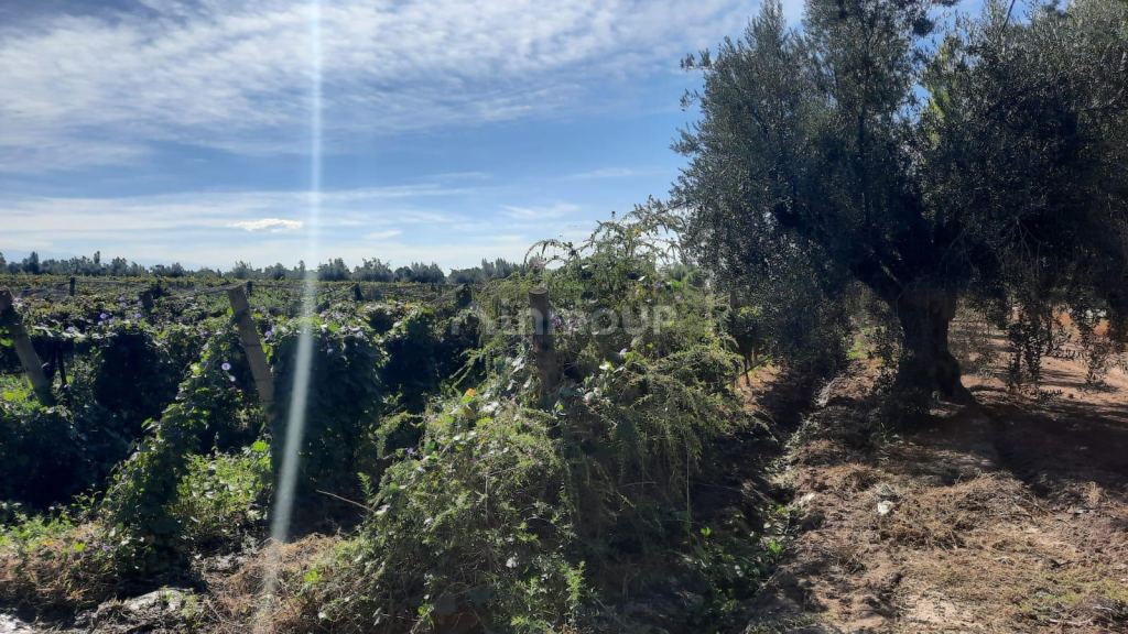 Viñedo en Venta en Junin, Mendoza