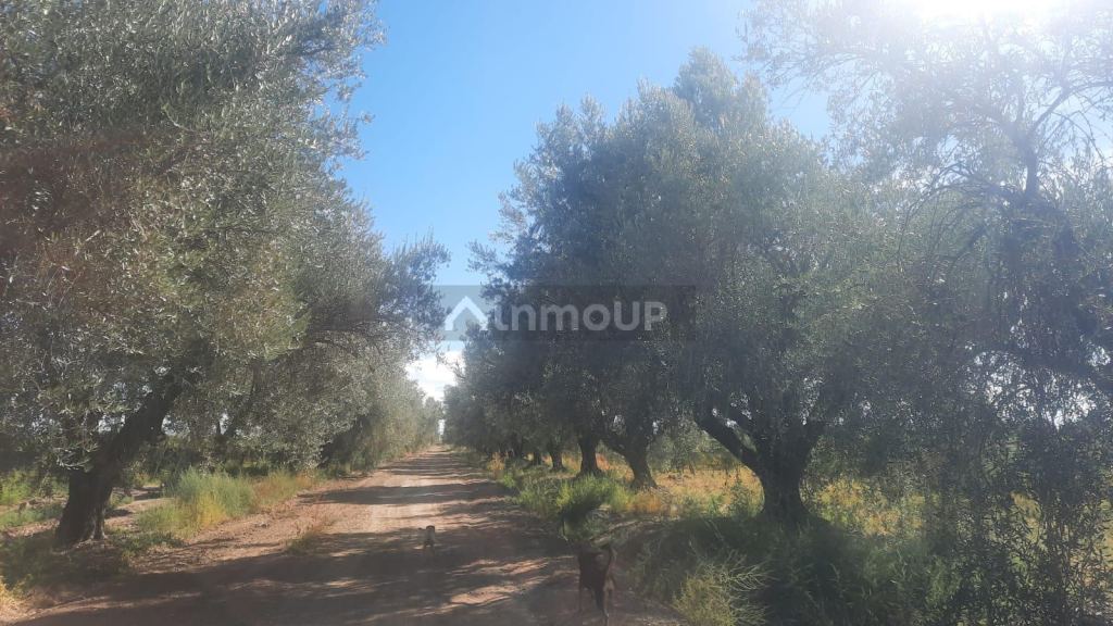 Viñedo en Venta en Junin, Mendoza