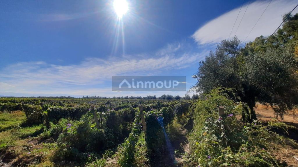 Viñedo en Venta en Junin, Mendoza