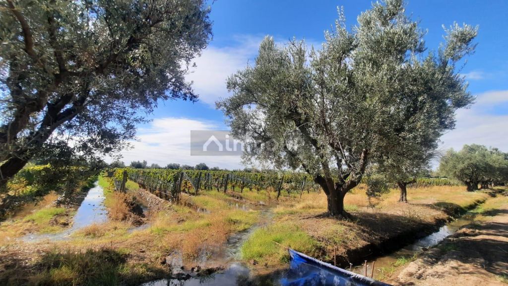 Viñedo en Venta en Junin, Mendoza