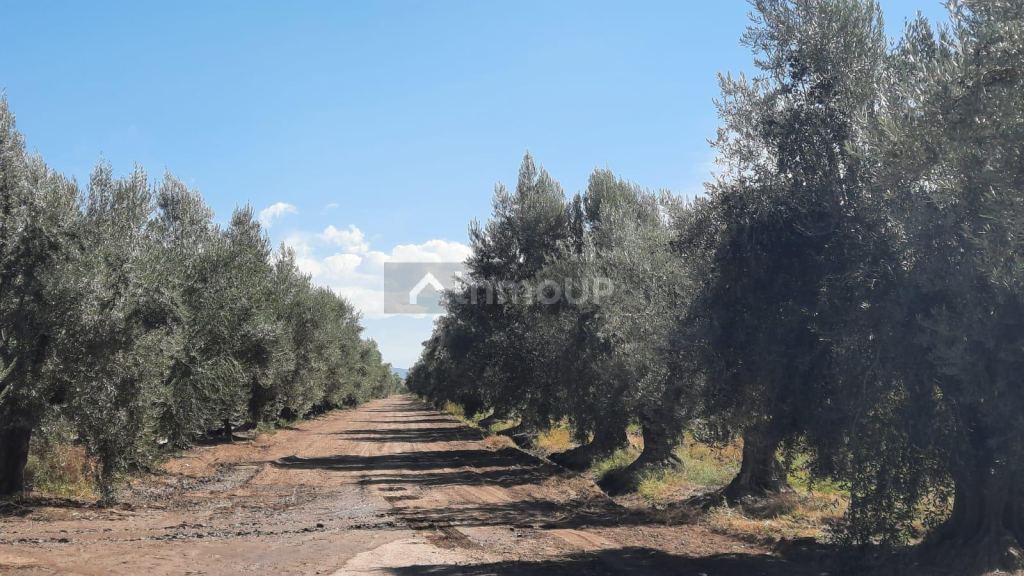 Viñedo en Venta en Junin, Mendoza