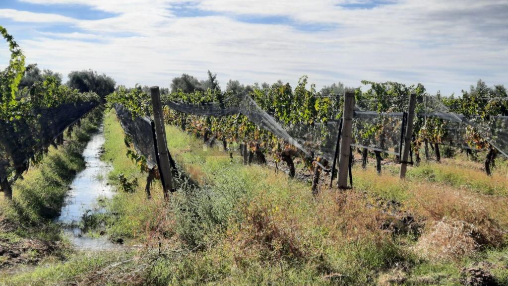 Viñedo en Venta en Junin, Mendoza
