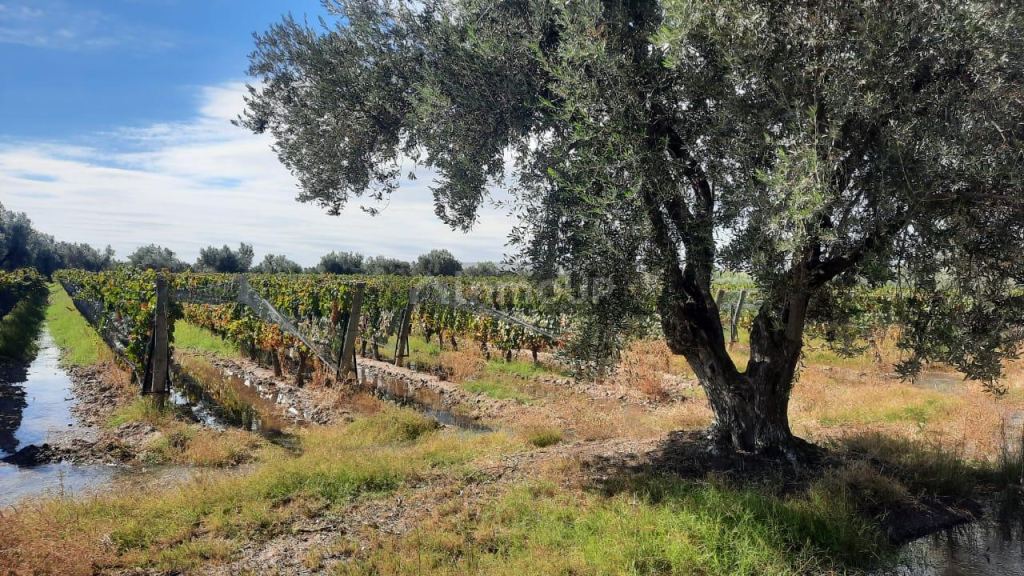 Viñedo en Venta en Junin, Mendoza