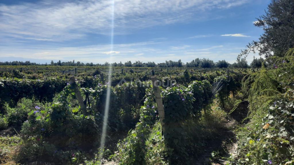 Viñedo en Venta en Junin, Mendoza