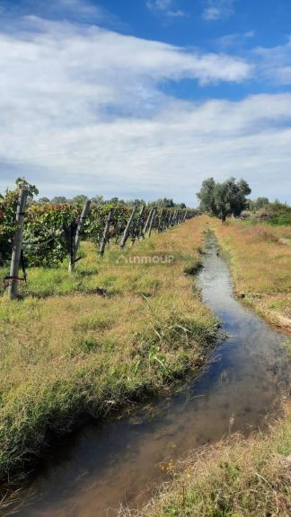 Viñedo en Venta en Junin, Mendoza