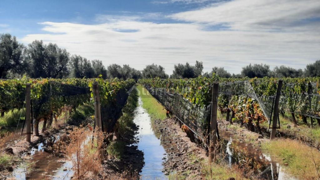 Viñedo en Venta en Junin, Mendoza