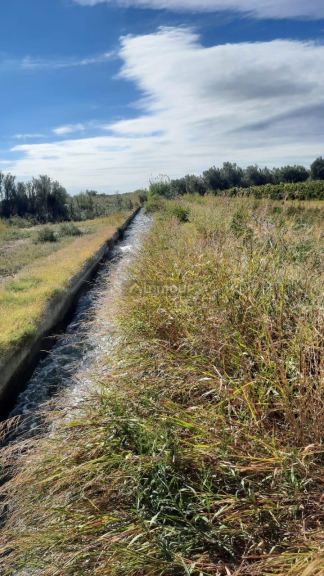 Viñedo en Venta en Junin, Mendoza