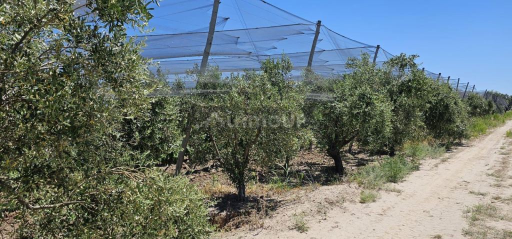 Finca en Venta en Junin, Mendoza