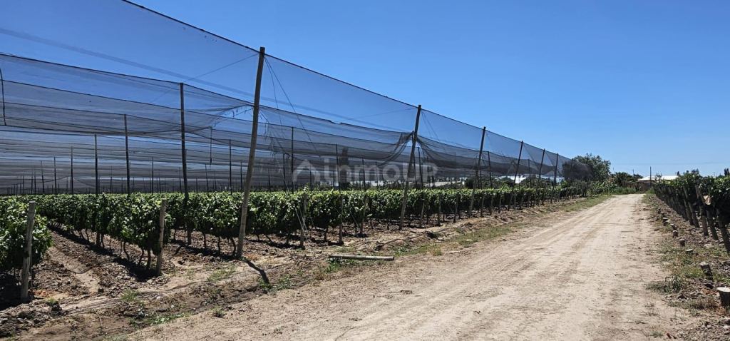 Finca en Venta en Junin, Mendoza
