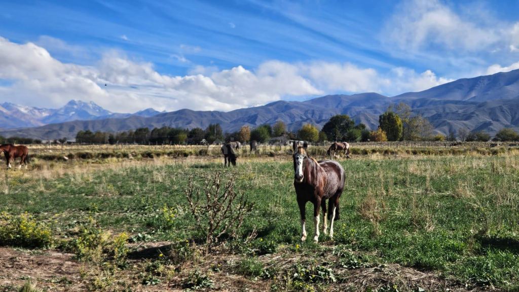 Terreno en Venta en Tupungato, Mendoza