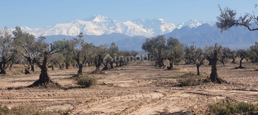 Lote en Venta en Lujan de Cuyo, Mendoza