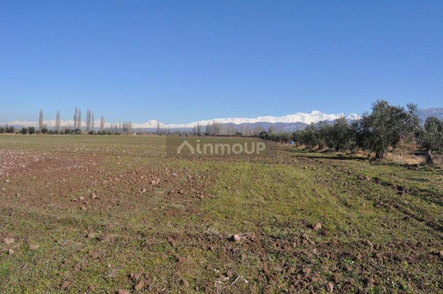 Finca en Venta en Lujan de Cuyo, Mendoza