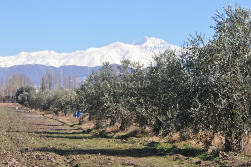 Finca en Venta en Lujan de Cuyo, Mendoza