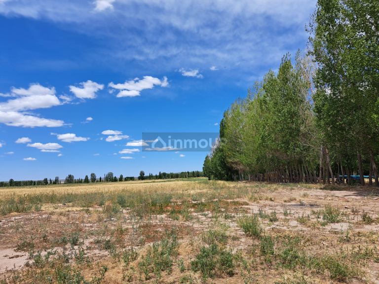 Finca en Venta en San Carlos, Mendoza
