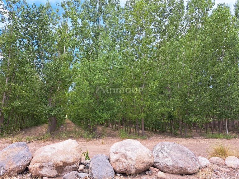 Finca en Venta en San Carlos, Mendoza