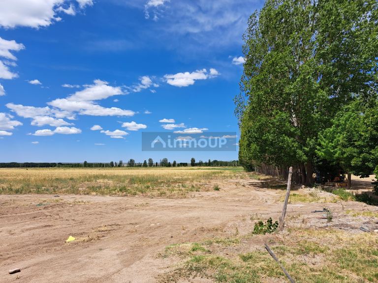 Finca en Venta en San Carlos, Mendoza
