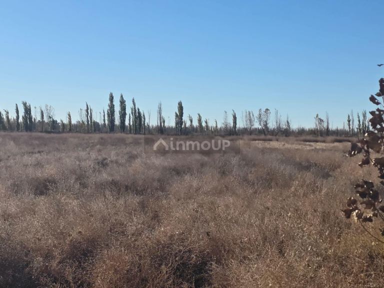 Finca en Venta en Lavalle, Mendoza