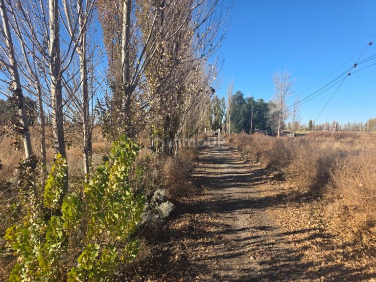 Finca en Venta en Lavalle, Mendoza