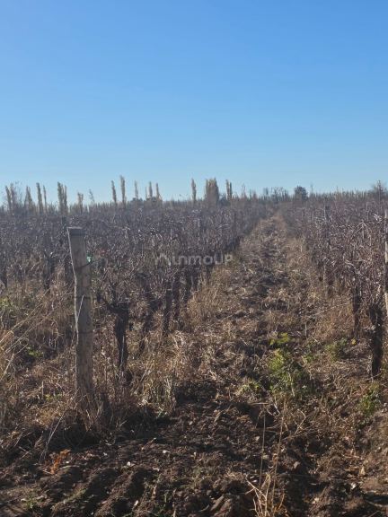 Finca en Venta en Lavalle, Mendoza - USD 130.000 | Inmoup - 13