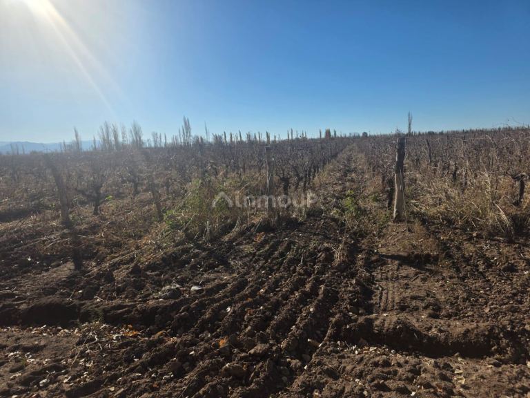 Finca en Venta en Lavalle, Mendoza - USD 130.000 | Inmoup - 17
