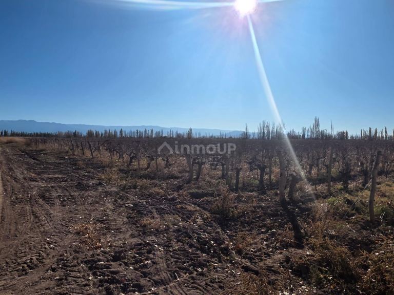 Finca en Venta en Lavalle, Mendoza - USD 130.000 | Inmoup - 16