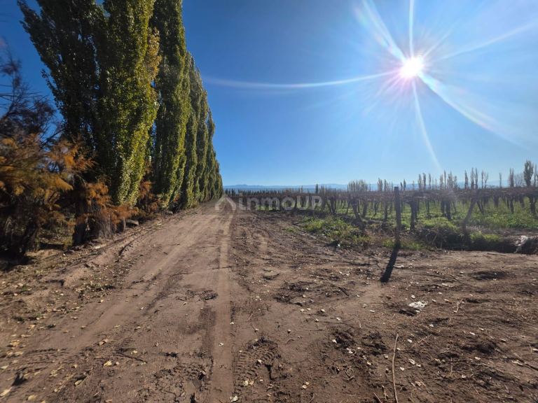 Finca en Venta en Lavalle, Mendoza - USD 130.000 | Inmoup - 15