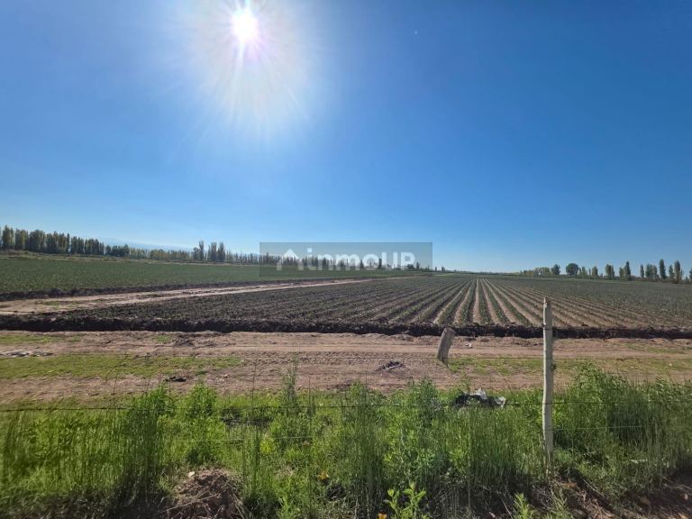 Finca en Venta en Lavalle, Mendoza - USD 300.000 | Inmoup - 14
