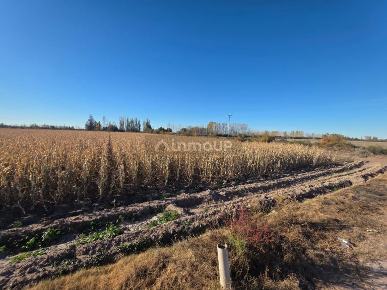 Finca en Venta en Lavalle, Mendoza - USD 300.000 | Inmoup - 23