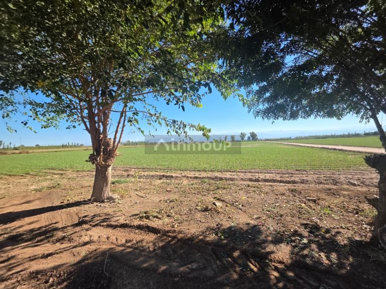 Finca en Venta en Lavalle, Mendoza - USD 300.000 | Inmoup - 9