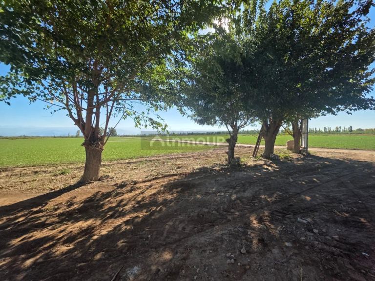 Finca en Venta en Lavalle, Mendoza - USD 300.000 | Inmoup - 13