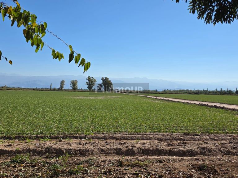 Finca en Venta en Lavalle, Mendoza - USD 300.000 | Inmoup - 20