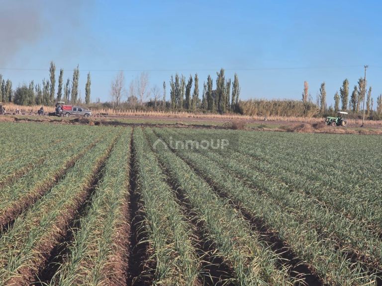 Finca en Venta en Lavalle, Mendoza - USD 300.000 | Inmoup - 18