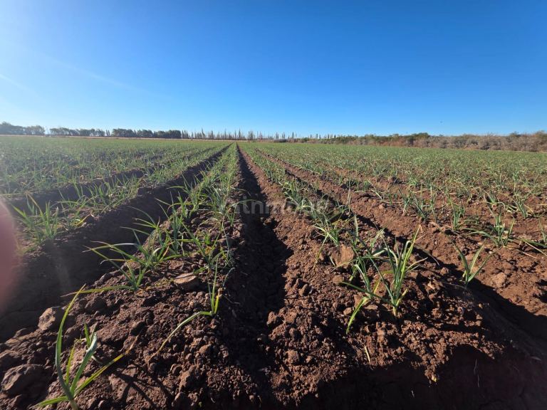 Finca en Venta en Lavalle, Mendoza - USD 300.000 | Inmoup - 30