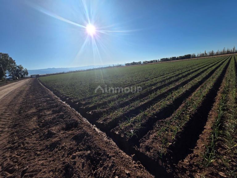 Finca en Venta en Lavalle, Mendoza - USD 300.000 | Inmoup - 29