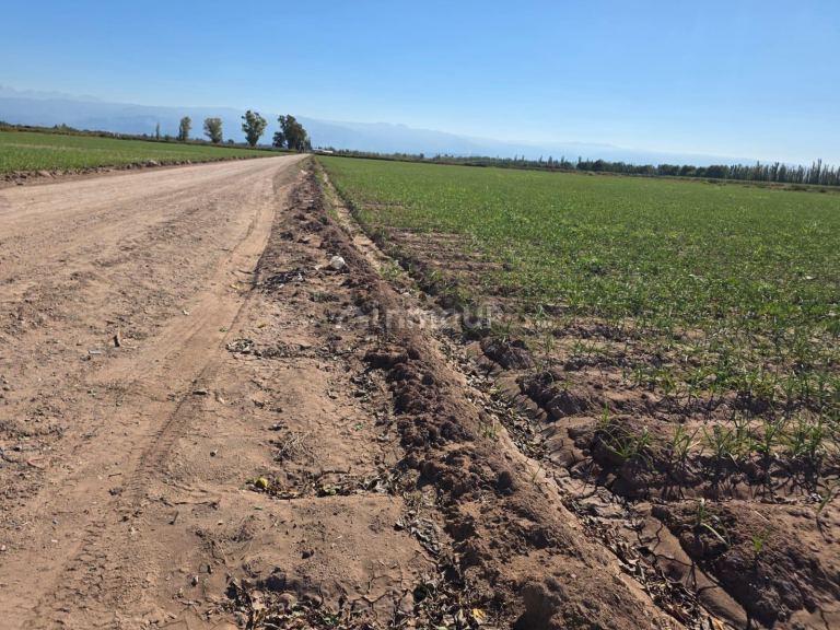 Finca en Venta en Lavalle, Mendoza - USD 300.000 | Inmoup - 8