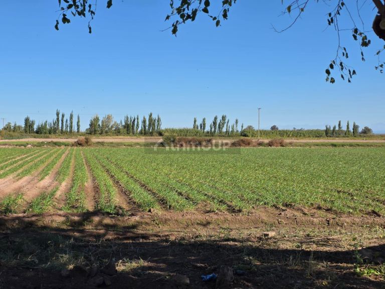 Finca en Venta en Lavalle, Mendoza - USD 300.000 | Inmoup - 22